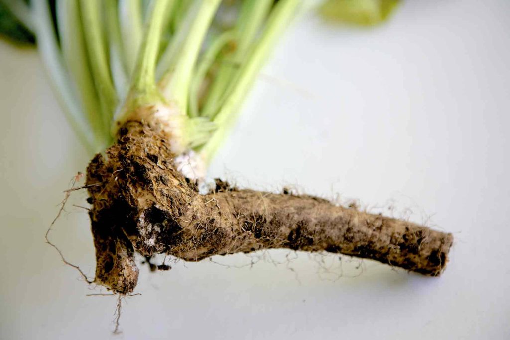 Close-up of fresh raw horseradish root with soil and green stems on white background wallpaper