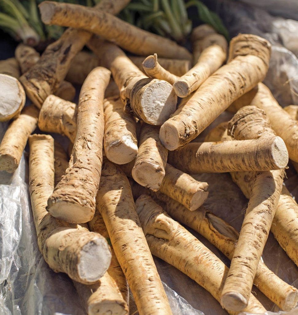 Fresh horseradish roots with woody tan skin and pale cut interiors in natural light background Wallpaper