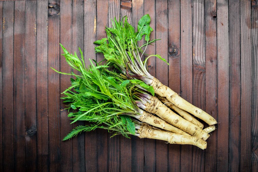 Fresh horseradish roots with green leaves on dark rustic wood farm to table wallpaper background