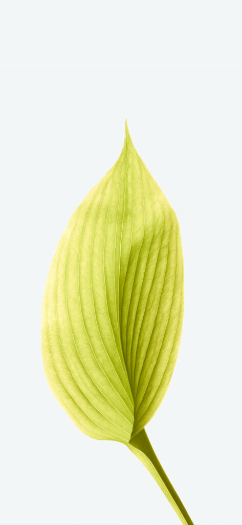 Vibrant Green Leaf Wallpaper: Minimalistic Nature Design for Calm Aesthetics
