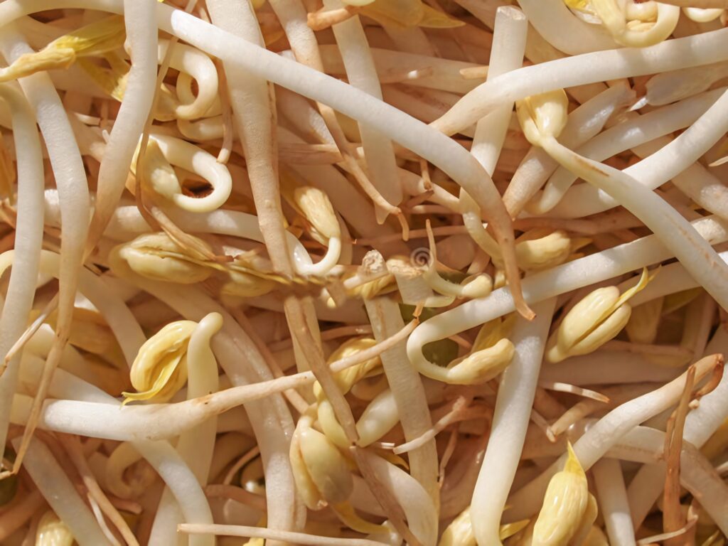 Close-up of fresh vibrant mung bean sprouts with crisp texture healthy vegetable wallpaper background