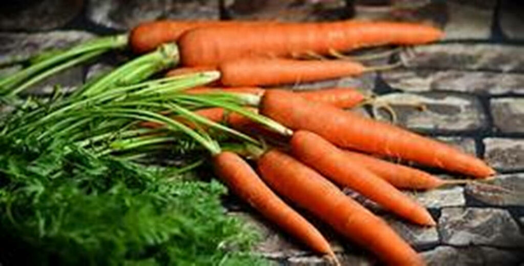 Vibrant Orange Carrots with Green Tops - Rustic Brick Wallpaper