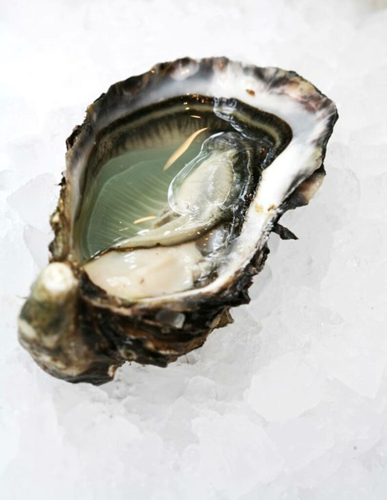 Fresh Pacific Oyster Close-Up on Ice - Stunning Wallpaper Background