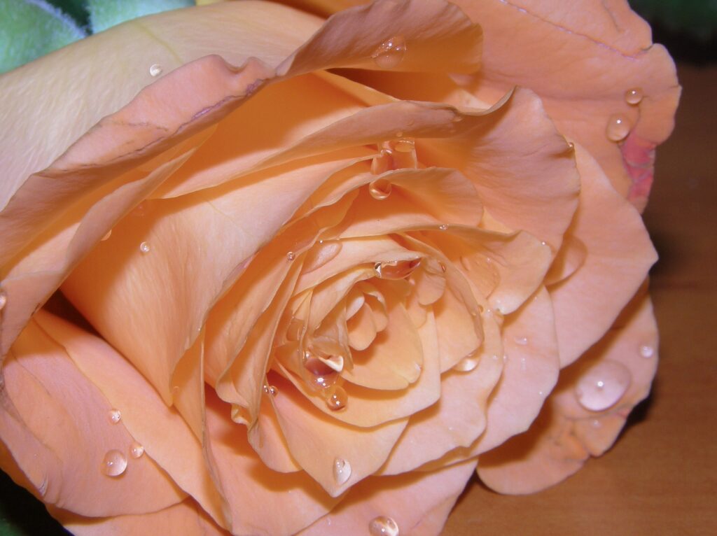 Delicate Peach Rose with Water Droplets - Fresh Wallpaper Background