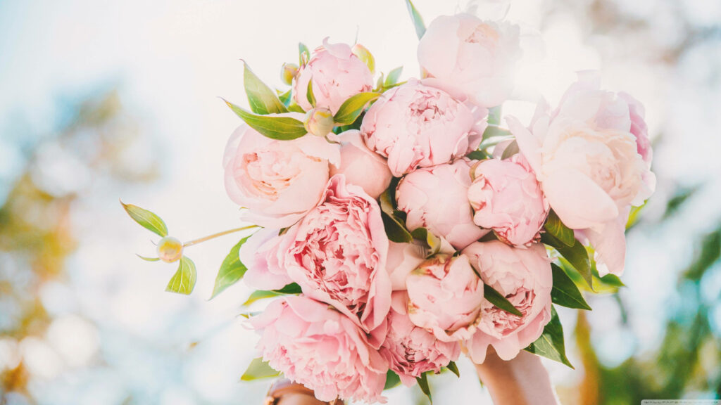 Vibrant Pink Peonies Bouquet Wallpaper - Fresh Natural Beauty Background