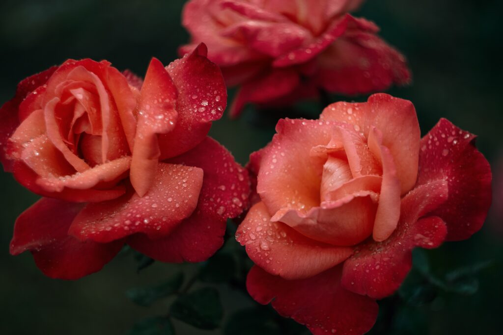 Vibrant Pink Roses with Dew Drops – Refreshing Floral Background Wallpaper