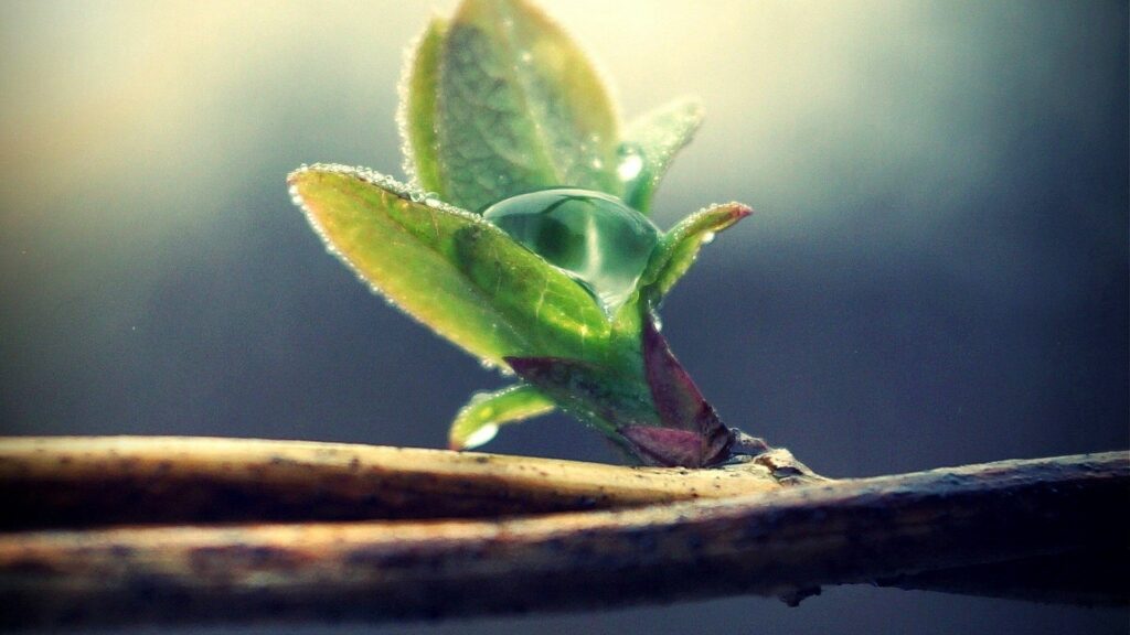Fresh Plant Sprout with Dew on Green Leaves - Spring Wallpaper