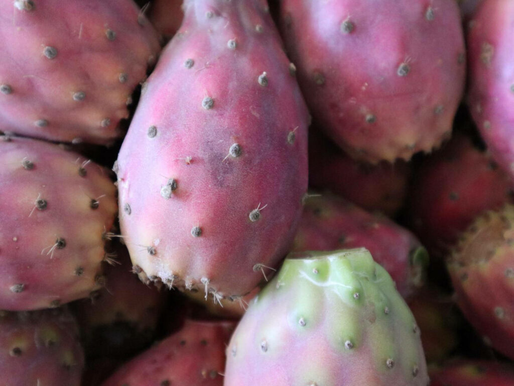 Close up of fresh prickly pear cactus fruits showing vibrant texture and rich natural colors Wallpaper