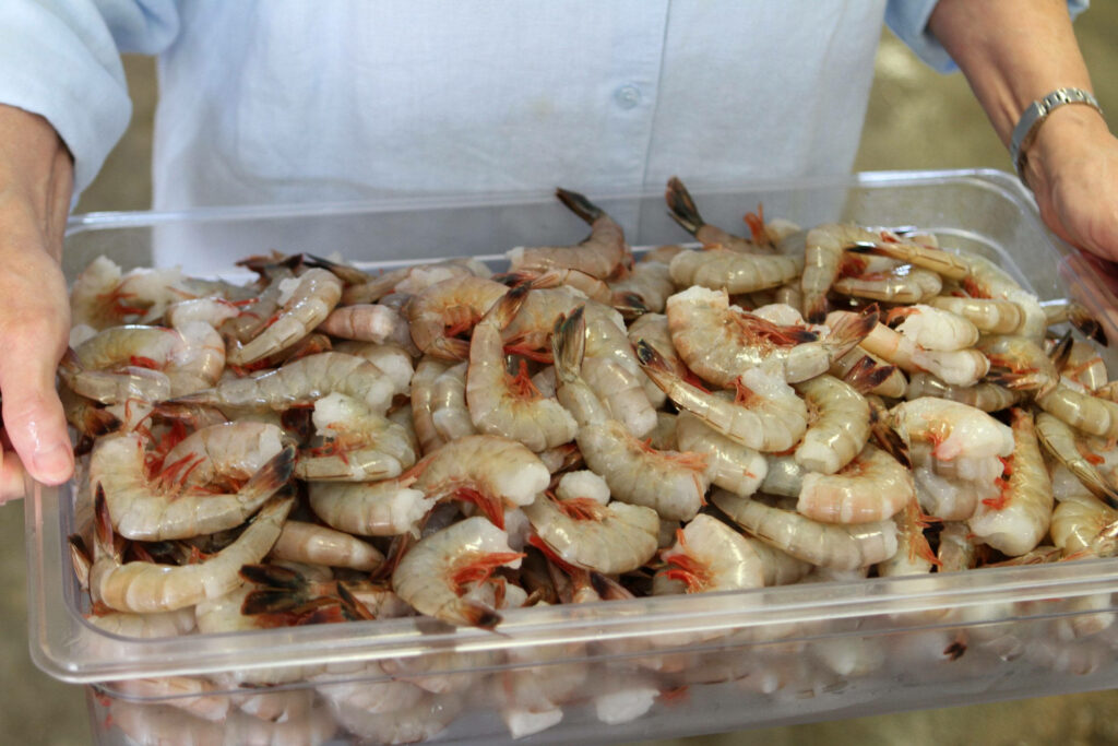Fresh Raw Shrimp Wallpaper: Appetizing Container Image for Seafood Lovers