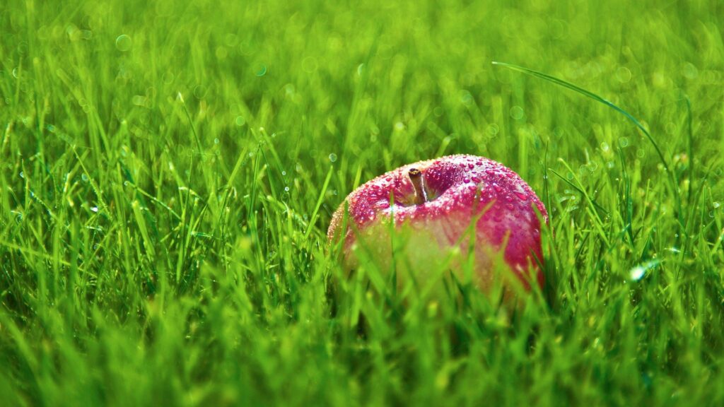 Refreshing Red Apple with Raindrops on Lush Green Grass Wallpaper
