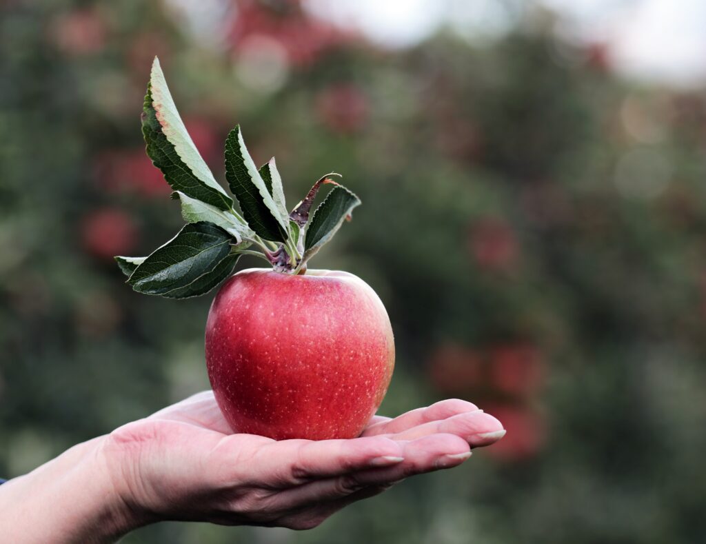 Fresh Red Apple with Green Leaves in Hand - Nature Wallpaper
