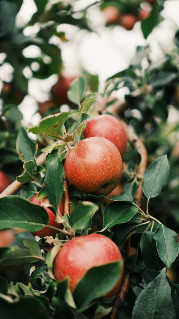 Vibrant Red Apples Wallpaper: Fresh Garden Beauty Background