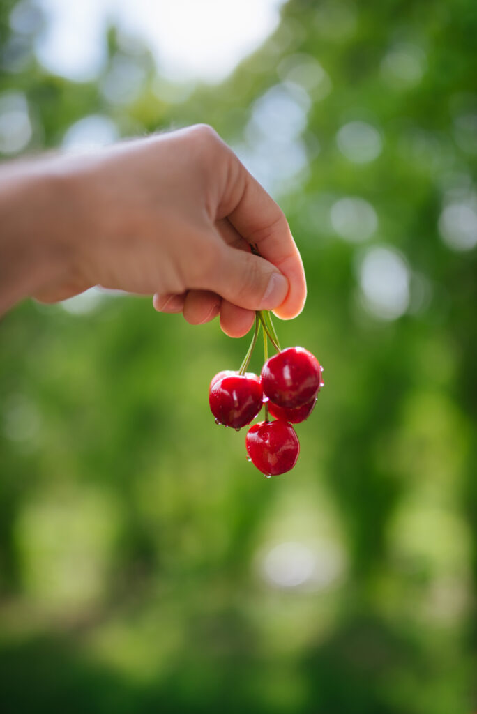 Macro Wallpaper: Fresh Red Cherries Against a Blurred Green Background