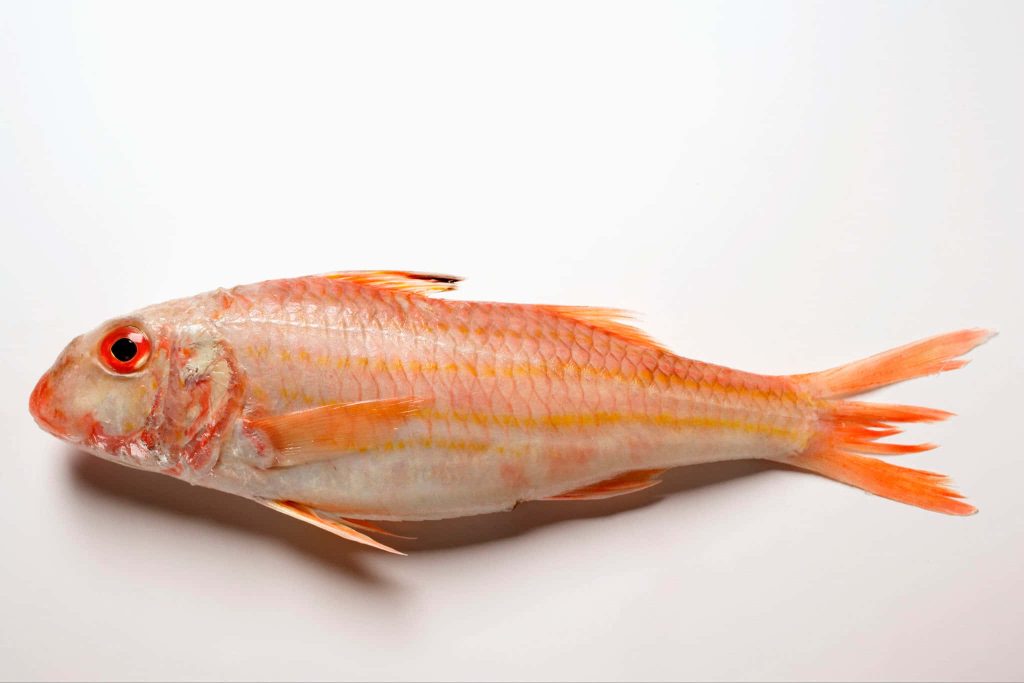 Fresh red mullet fish with vibrant scales and red eye on solid white background studio photo Wallpaper