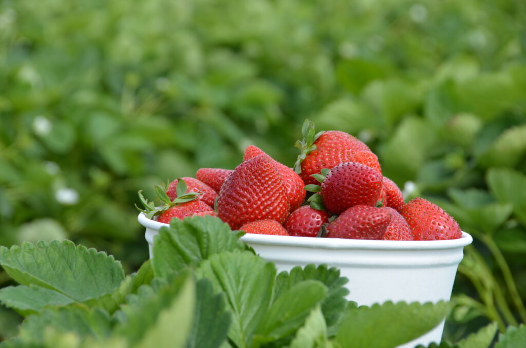 Vibrant Strawberry Wallpaper: Fresh Red Berries in a Green Setting