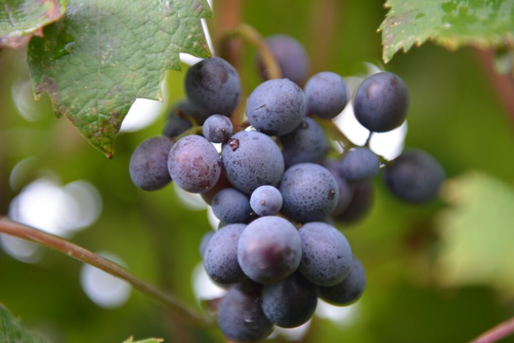 Vibrant Close-Up of Fresh Ripe Grapes and Lush Green Leaves Wallpaper