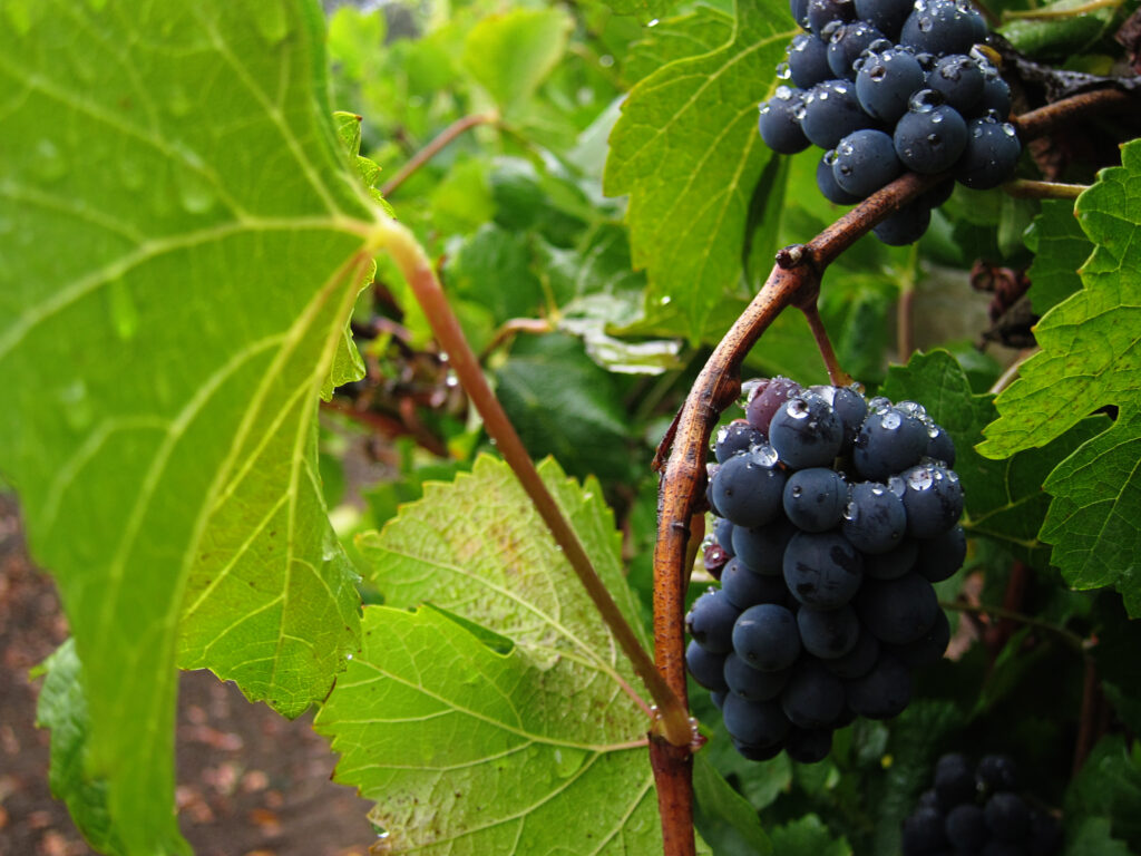 Fresh Ripe Grapes with Water Droplets - Macro Nature Wallpaper