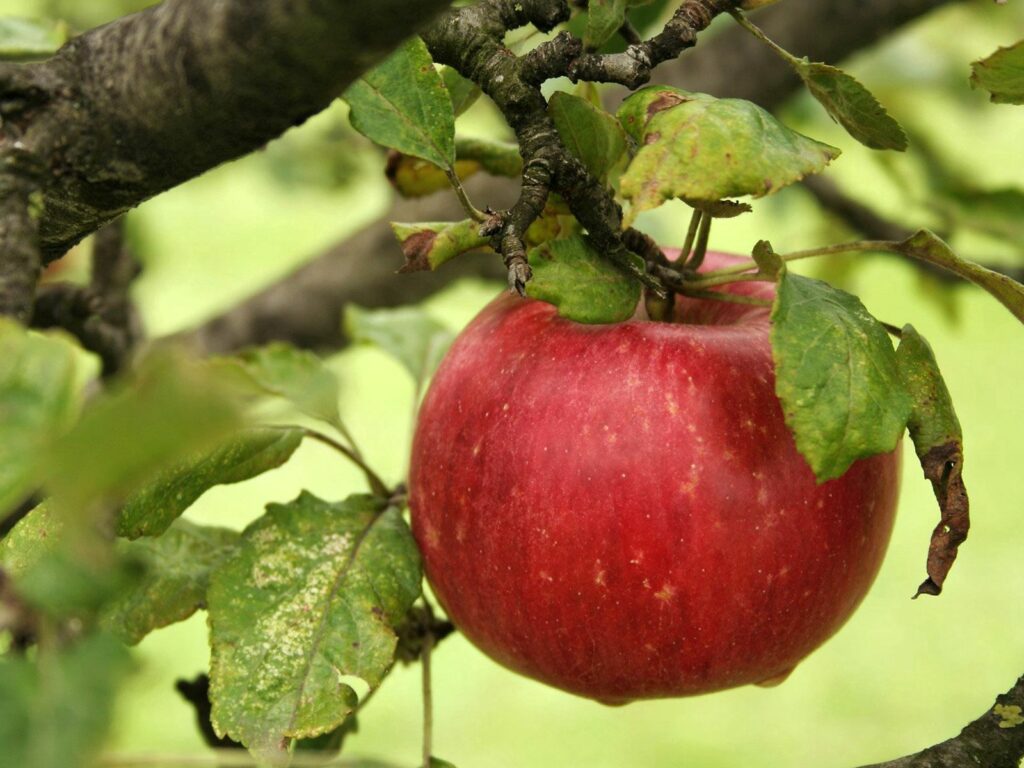 Fresh Red Apple Close-Up Wallpaper with Green Leaves Background
