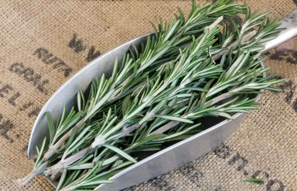 Fresh Rosemary Sprigs in Metal Scoop - Rustic Herbal Wallpaper