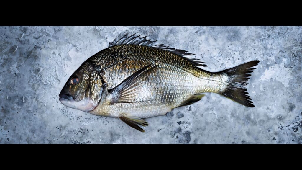 Close-up of fresh silvery bream fish on textured ice showcasing detailed scales seafood wallpaper