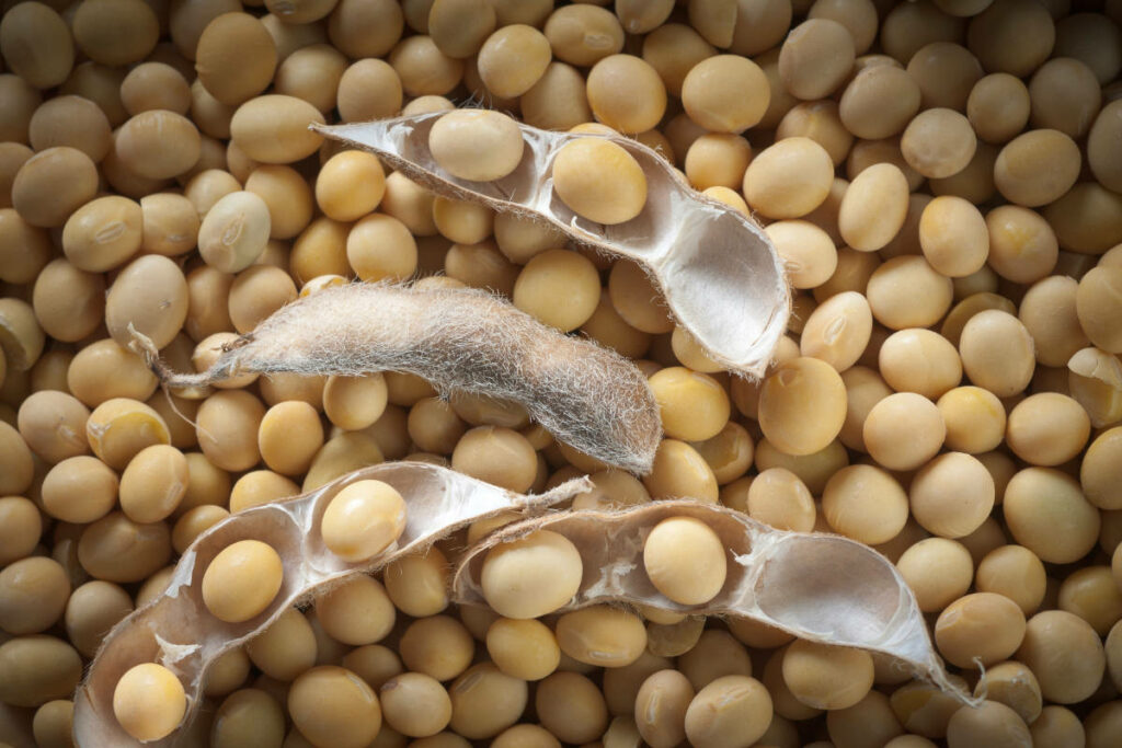 Close-Up of Fresh Soybeans in Pods - Natural Texture Wallpaper