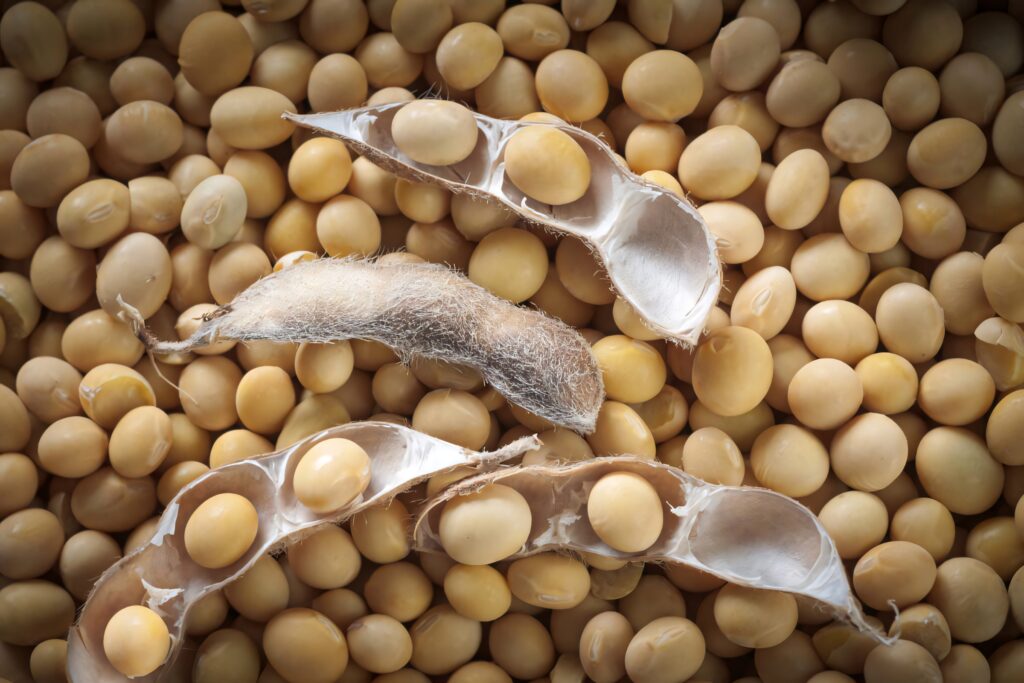 Close-up of fresh open soybean pods on whole soybeans showcasing natural texture and color Wallpaper