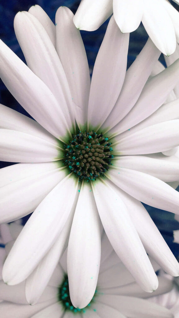 Fresh White Daisy iPhone Wallpaper - Springtime Beauty in Blue