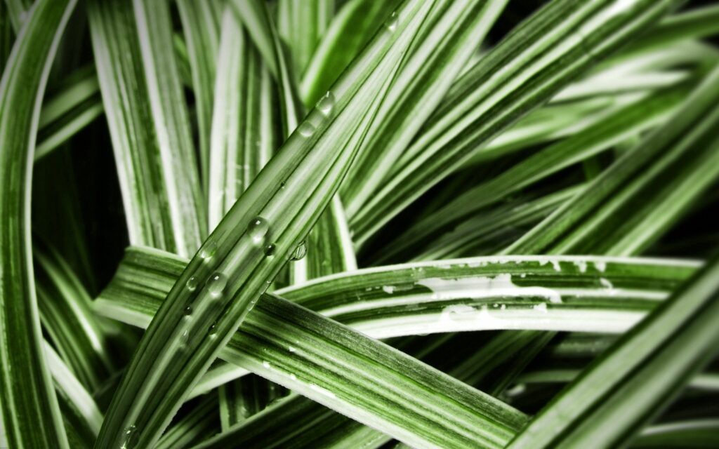Fresh Striped Green Leaves with Water Droplets: Nature Wallpaper