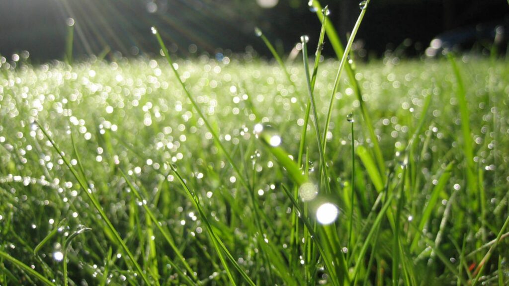 Fresh summer morning dew on vibrant green grass with soft sunlight creating serene nature wallpaper