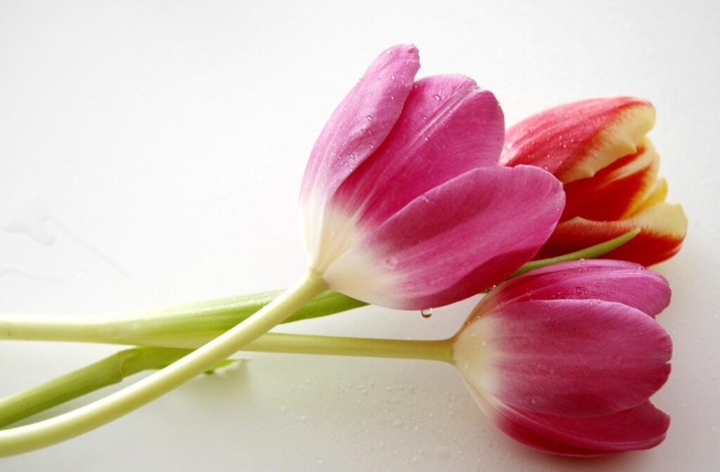 Tranquil Tulips Wallpaper: Fresh Pink & Red Flowers on Soft Background