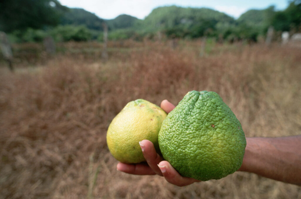 Fresh Ugli Fruits Close-Up: Vibrant Wallpaper with Greenery Backdrop
