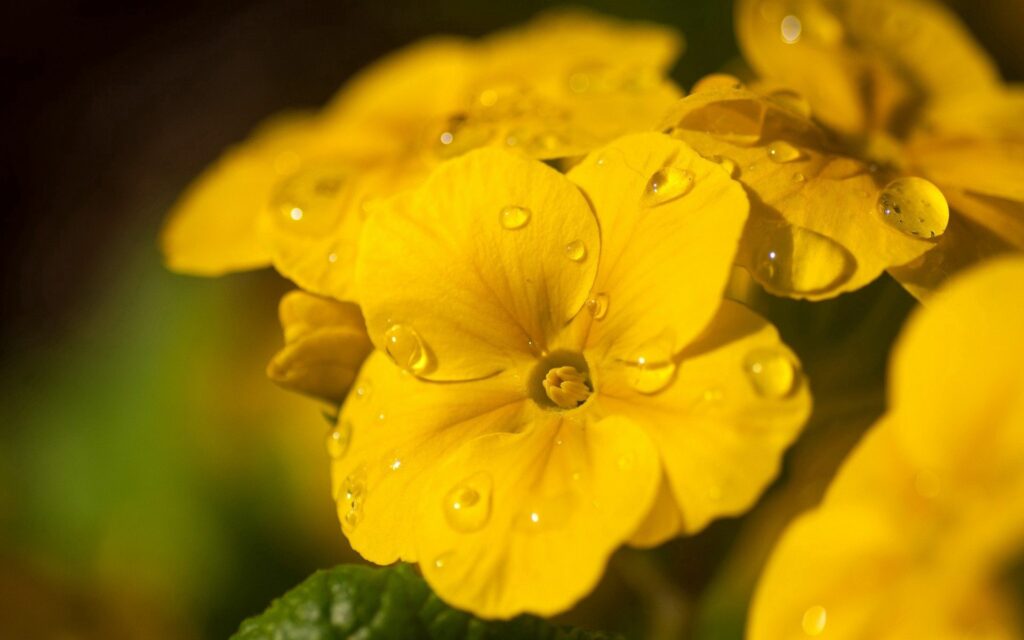Vibrant Yellow Flower with Dew Drops - Fresh Nature Wallpaper