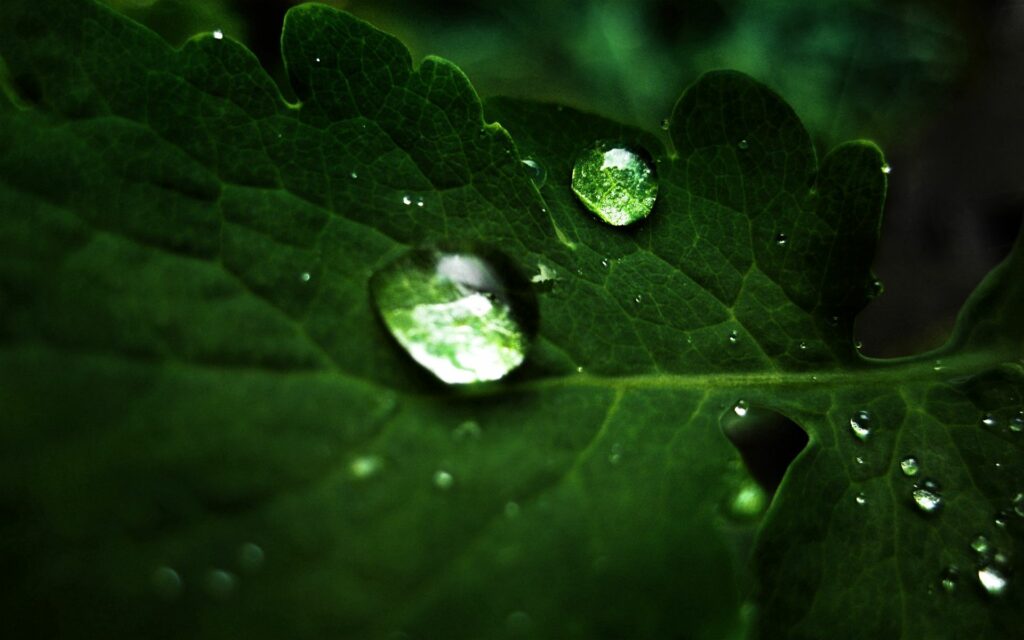 Vibrant Green Leaf Wallpaper with Fresh Water Droplets & Natural Beauty