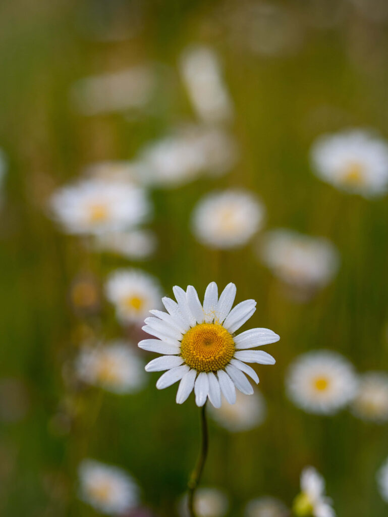 Fresh White Daisy Close-Up with Vibrant Yellow Center Background Wallpaper