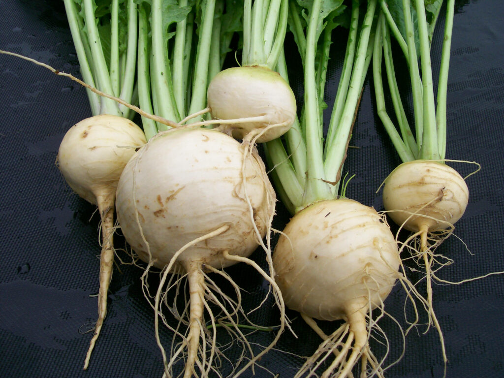 Fresh White Turnips Wallpaper: Natural Texture & Vibrant Green Tops