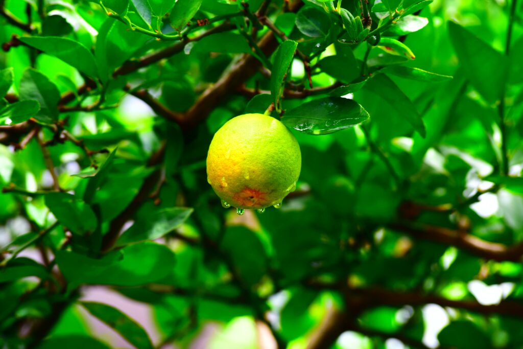 Fresh yellow-green fruit with water droplets on leafy branch vibrant natural wallpaper background