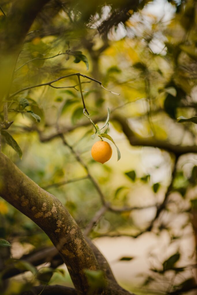 Fresh yellow lemon hanging on green leafy branch with sunlight in natural outdoor setting Wallpaper