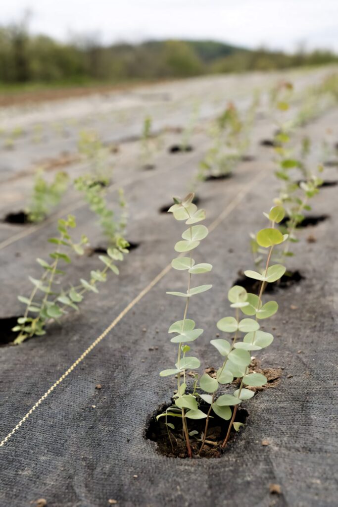 Young eucalyptus plants in rows grow through black ground cover fabric promoting sustainable agriculture Wallpaper