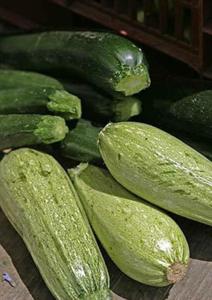 Fresh Zucchini Ronde de Nice Wallpaper for Gardening & Culinary Inspiration