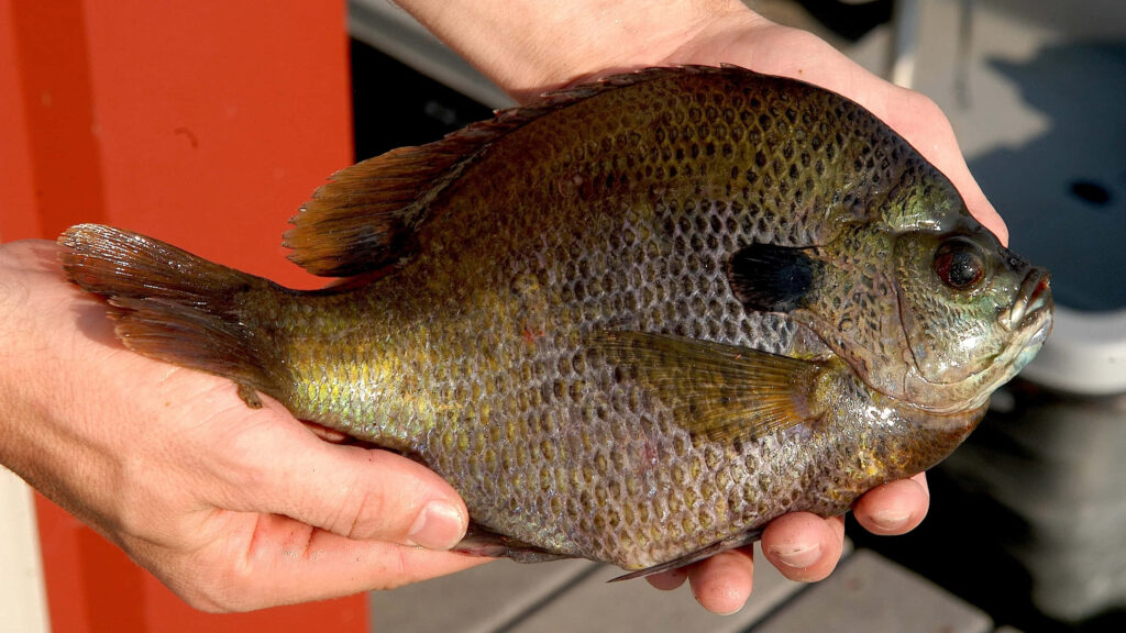 Close-up of freshly caught glistening bream fish held in hands showcasing detailed scales Wallpaper