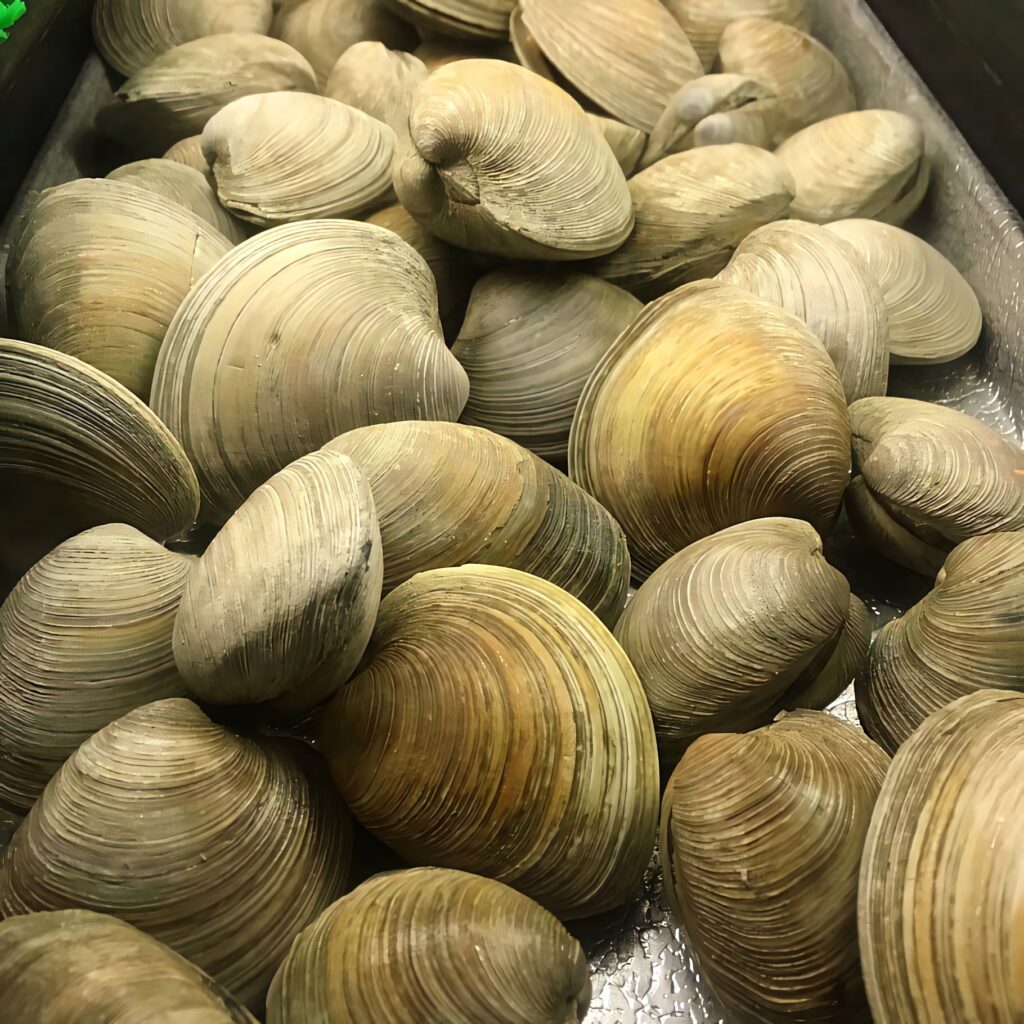 Close up of fresh clams with ribbed beige and tan shells showcasing natural seafood textures Wallpaper