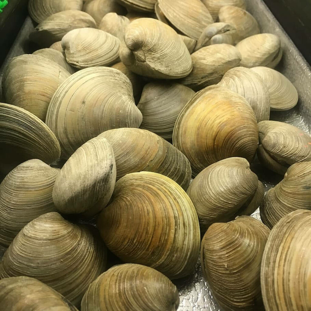 Fresh Clams Close-Up: Natural Texture & Earthy Tones Wallpaper