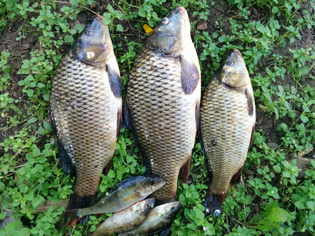 Freshly Caught Fish Wallpaper: Carp on Green Grass Background