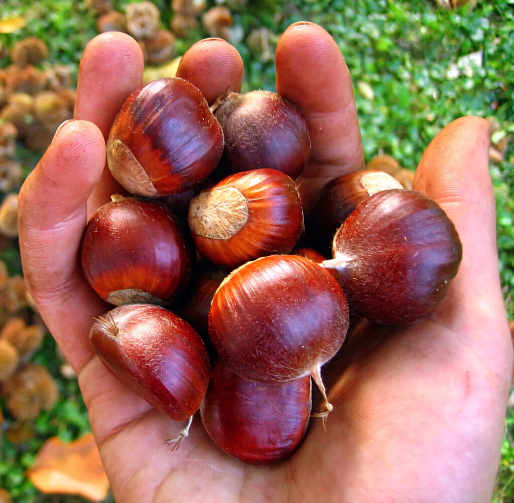Close-up of glossy brown chestnuts in hand with autumn green grass background vibrant colors Wallpaper