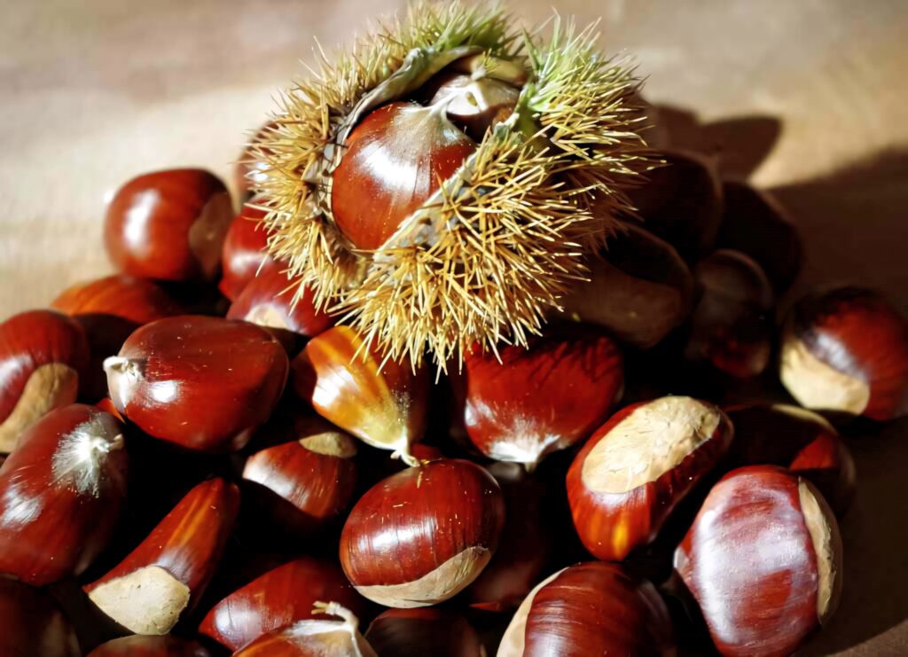 Freshly harvested glossy chestnuts with spiky husk in natural light autumn wallpaper background