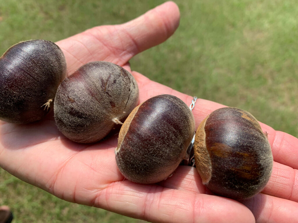 Close-up of glossy brown chestnuts in hand with blurred natural background autumn harvest wallpaper