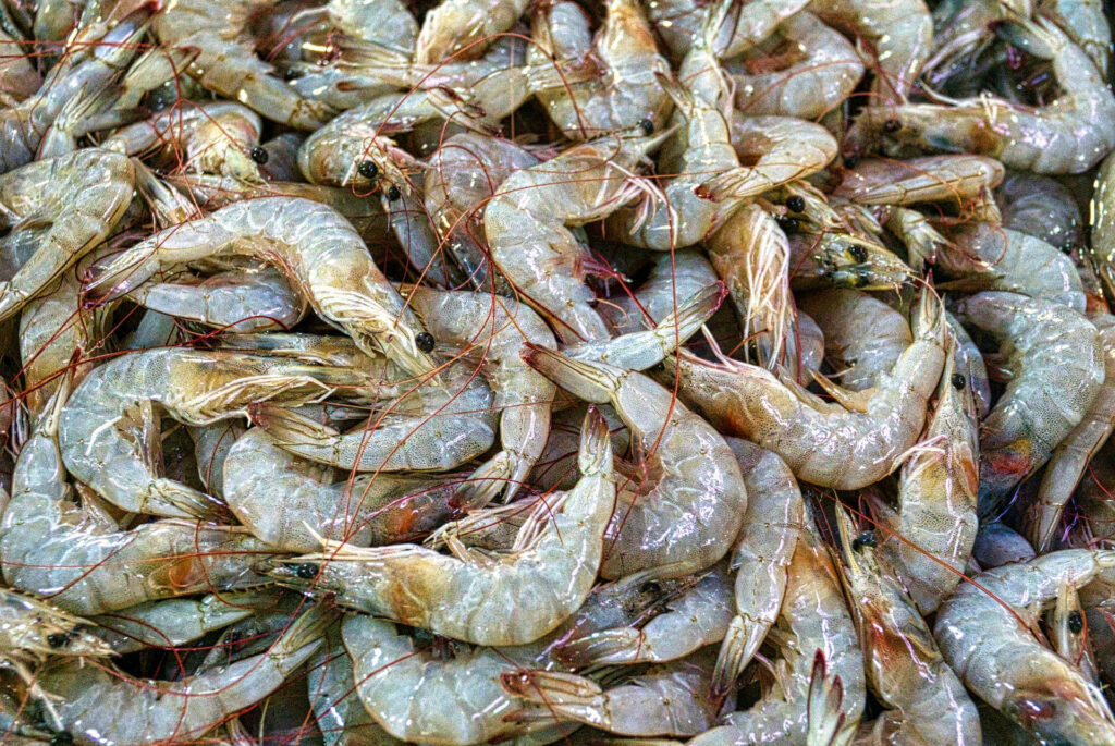 Freshly Harvested Prawns Wallpaper: Grey Bodies & Natural Textures