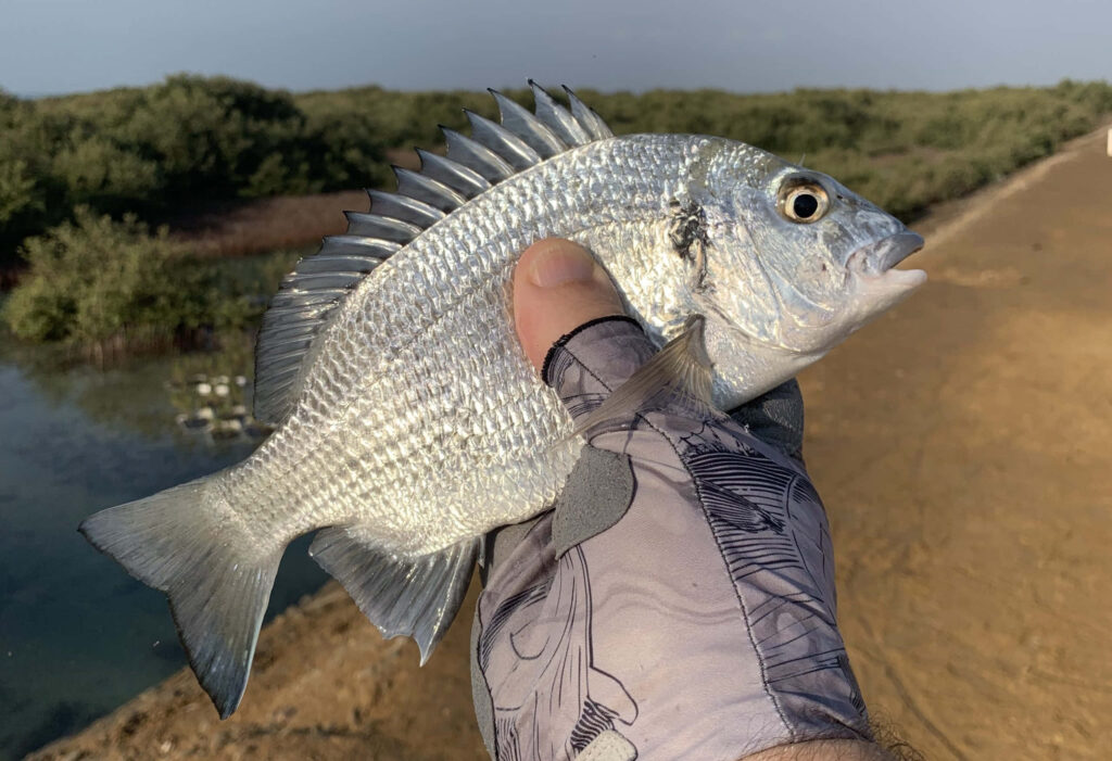 Close-up of freshly caught freshwater bream with silvery scales held by angler by riverbank Wallpaper