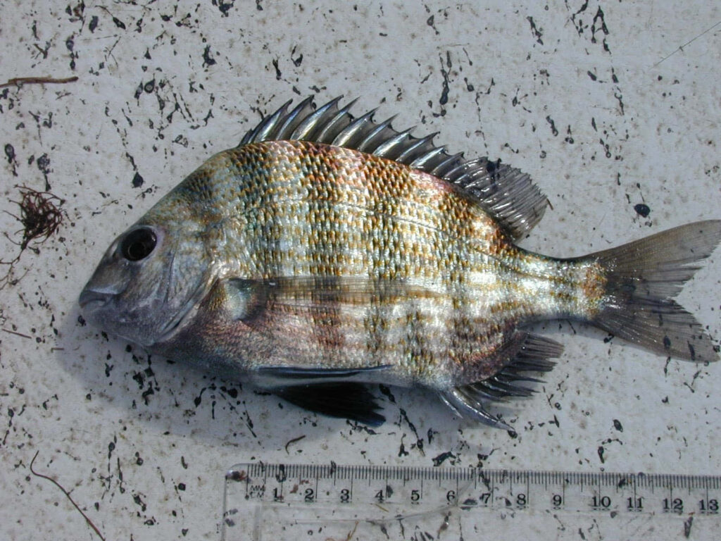 Freshwater bream fish with spiny fins next to clear ruler on white textured surface close-up Wallpaper