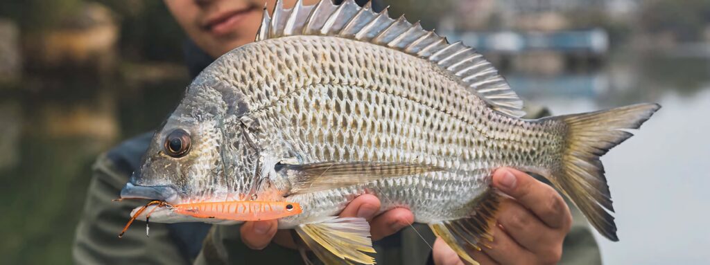Freshwater bream with silver scales sharp fins and orange lure on serene lake wallpaper background